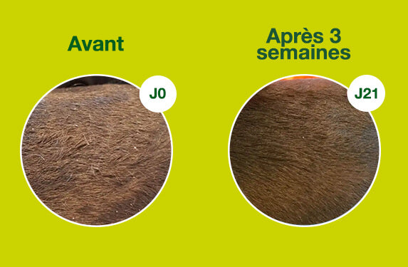 Before/after transformation: The initial photo exposes a dog's coat with visible scaling, dryness, and matted hair. In contrast, the after image reveals a remarkable turnaround with no sign of scaling and a healthy, shiny coat. Witness the rejuvenation and revitalization achieved after using DOUXO S3 SEB products.
