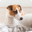 Soins pour chiens