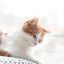 Soins pour chats